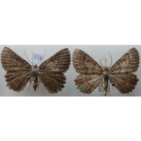 Charissa obscurata (Denis & Schiffermüller, 1775) pair Pomrok ciemniak Czech11g